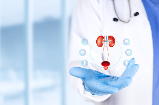 A urology specialist analyzing the male urinary system. Urology concept, kidney stone diagnosis, and medical research. Isolated with copy space.