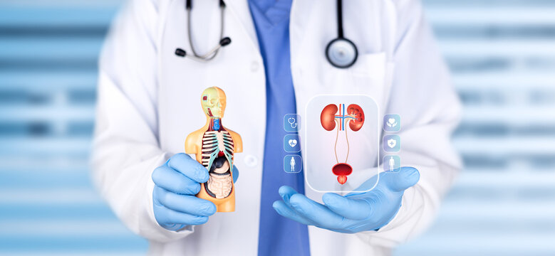 Urologist analyzing a chart of the male urinary system. Concept of urology, medical diagnosis, and prevention of urinary tract infections. Bokeh background.