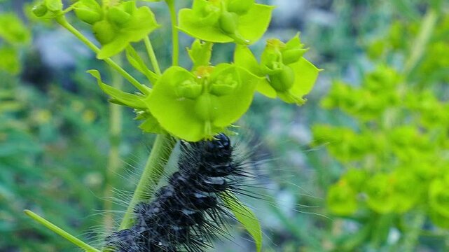 Close up of a very large caterpillar with long spikes and hairs eating a green plant. Big blue, grey, and black spiky larva chewing on a leaf in the wild nature during daytime.