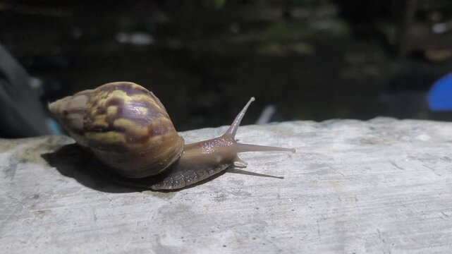 Close-up footage of a snail slowly crawling across a concrete surface, showcasing its patterned shell, antennae, and natural movement in an outdoor environment.