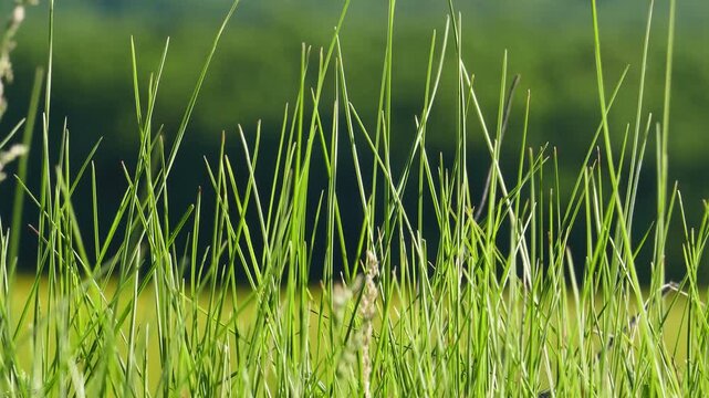 Close up of fresh green grass in great shape with a light breeze shaking the blades. Ideal natural green background and foreground for graphic design layout and video composition.