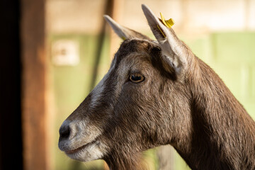 Side profile portrait of a brown goat head showing ear tag and eye detail standing in a rustic barn stall. © Octavian