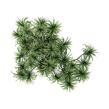 3d illustration of pandanus plant isolated on transparent background from the top view