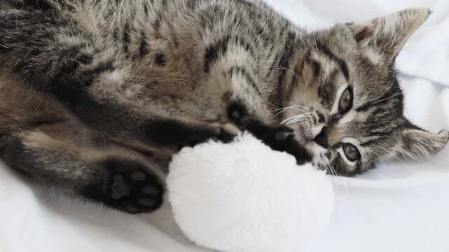Little tabby kitten playing with Santa hat and pompom close-up.