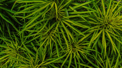 Top view of vibrant green slender leaves of a tropical ornamental plant forming a natural texture. © Jassem
