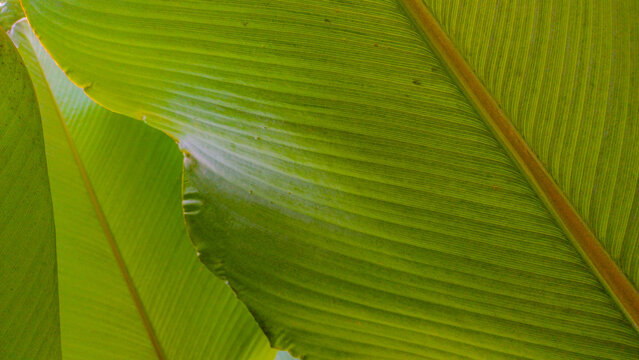 Close-up macro photograph of vibrant green Calathea lutea tropical leaves showing detailed parallel vein patterns and bright natural texture for abstract botanical backgrounds.