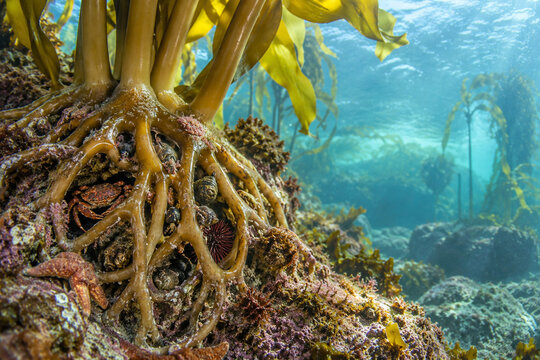 Kelp holdfast providing shelter for marine organisms
