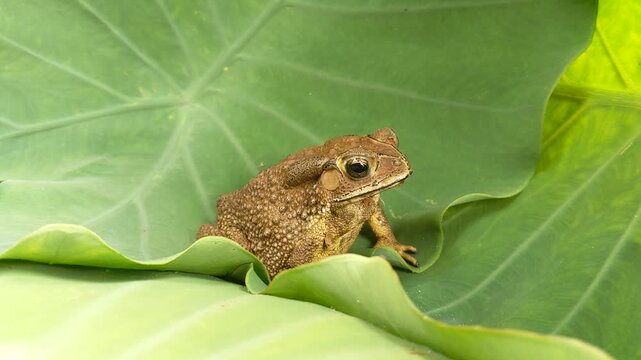 Closeup of a brown Asian common frog resting motionless on large vivid green taro leaves