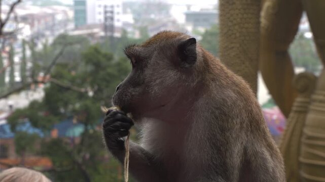 Monkey eating flowers