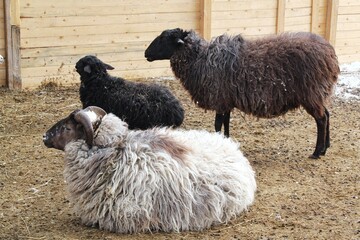 A group of thick-fleeced black and grey sheep with horns resting and standing on a dirt ground in an outdoor enclosure against a wooden fence, a concept of domestic livestock farming and agriculture. © Lidia