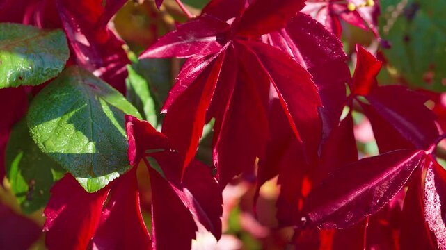 Vibrant red vine leaves rustling in sunlit garden with dew on contrasting green foliage and autumnal color change