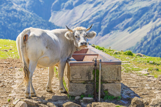 Vaca bebiendo agua en un abrevadero en los Pirineos