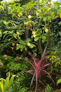 Reddish-purple ornamental clump is contrasting with yellow trumpet shrub near wooden post and stake