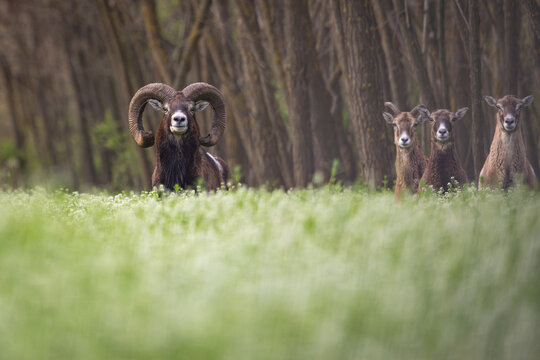 Wild mouflon ram with three females standing together in a green meadow at the forest edge in spring