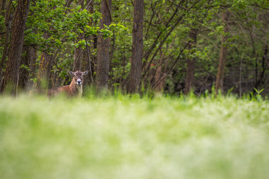 Female mouflon standing alone at the edge of a lush green forest in spring with copy space