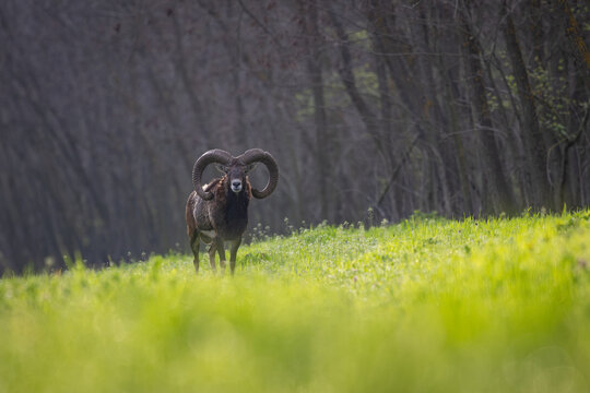 Wild mouflon ram with large curved horns standing in a sunlit spring meadow against a dark forest