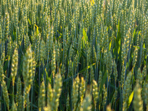 A field of wheat stretches across the ground as the sun sets. The green stalks stand tall, indicating they are ready for harvest. The rural setting showcases nature's bounty