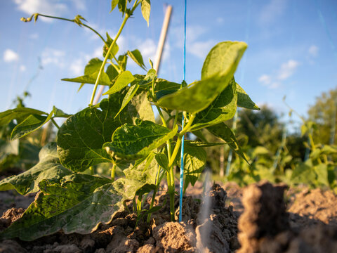 Green plants are seen growing in a field. The soil is brown and loose. The sun is low in the sky, creating soft shadows. Small stakes support the plants