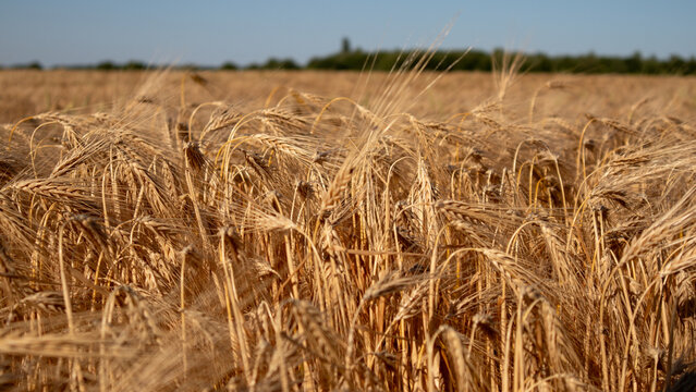 A vast field of wheat stretches across the land under a clear blue sky. The grains are fully grown and gold with sunlight