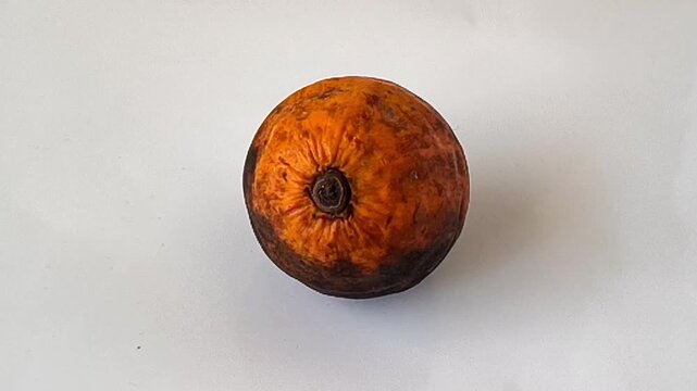 A smooth right to left camera pan showcasing a close-up of a whole areca nut, isolated on a clean white background. Perfect for agricultural videos, traditional cultural concepts, and botanical B-roll