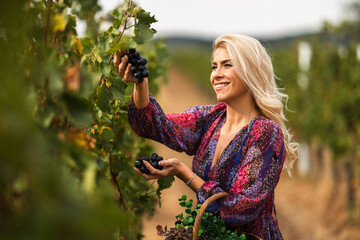 Fototapeta premium Woman harvesting grapes in a vineyard during a sunny day