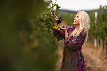 Fototapeta premium Woman harvesting grapes in vineyard during golden hour