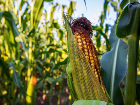 Corn grows tall in the field. Ears of corn are visible on the plants. The sun shines down on the green leaves. The time is mid-afternoon with clear skies
