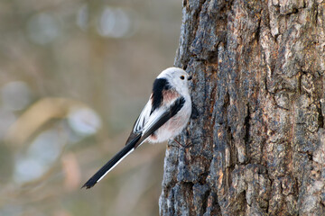 Long-tailed tit (Aegithalos caudatus) perched on a tree © Anton Vakhrushev
