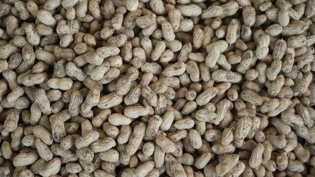 Pile of harvested raw peanuts in shells