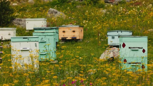 View of an apiary with colorful wooden beehives situated in a vibrant alpine meadow filled with wildflowers An apiary in an alpine meadow, beehives with bees are among the flowers..