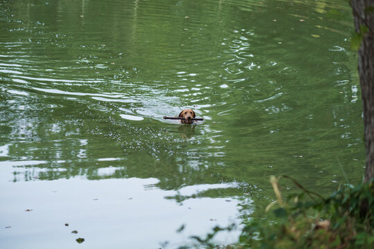 Magyar Vizsla schwimmt im See
