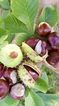 Rustic Wooden Surface Covered with Wild Chestnuts