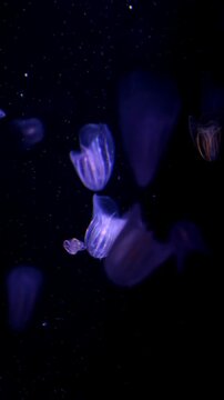 Transparent comb jelly (Mnemiopsis sp.) drifting through the water, displaying shimmering iridescent ciliary rows in a dark underwater environment.