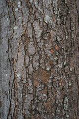 Fototapeta premium Mature tree bark with deep cracks, peeling layers and patches of pale green lichen