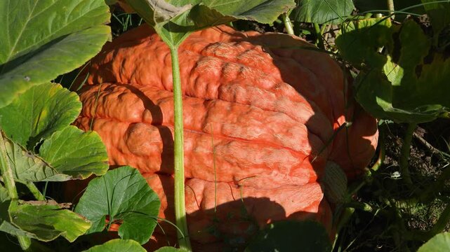 Close up of a large ripe orange pumpkin sitting among its vine in a pumpkin patch, its broad green leaves rustling and casting shifting shadows as they move in the wind.