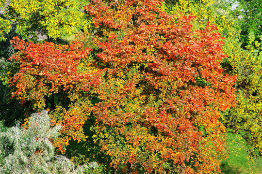 multicolored leaves on the trees in autumn