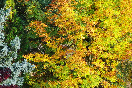 multicolored leaves on the trees in autumn
