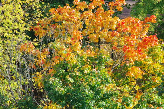 multicolored leaves on the trees in autumn
