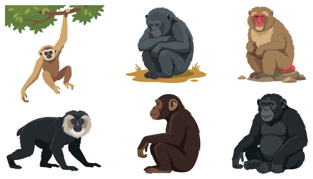 Monkey and chimpanzee wild animal vector icon set. Ape, gibbon, macaque, gorilla, baboon, chimp, branch, wildlife, jungle, primate and nature.