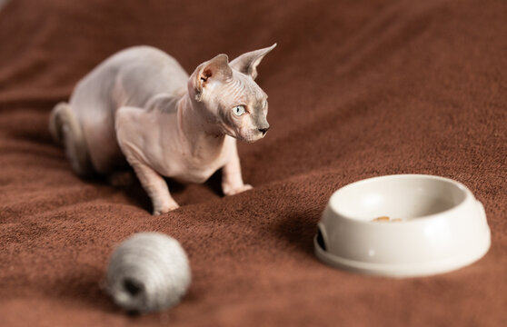 Portrait of sphinx cat with bowl of food