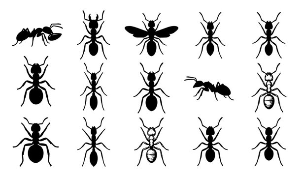 Ant Silhouette Vector Set with Different Insect Poses and Species