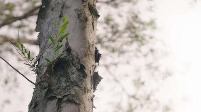 Close-Up of Paperbark Tree with Leaves Moving at Dusk in Slow Motion 4K