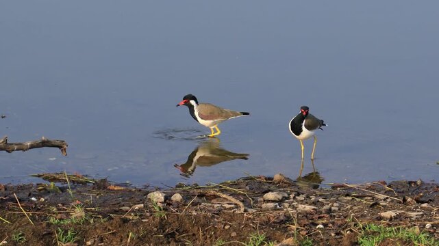 Two red-wattled lapwing birds walking and drinking water in a lake during sunny day, wildlife in natural habitat.