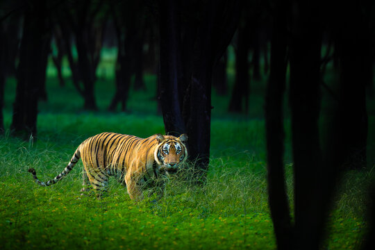 Riddhi, a famous tigress of Ranthambore National Park, walks through the deep forest in warm morning sunlight, showcasing the beauty and majesty of a wild Bengal tiger.