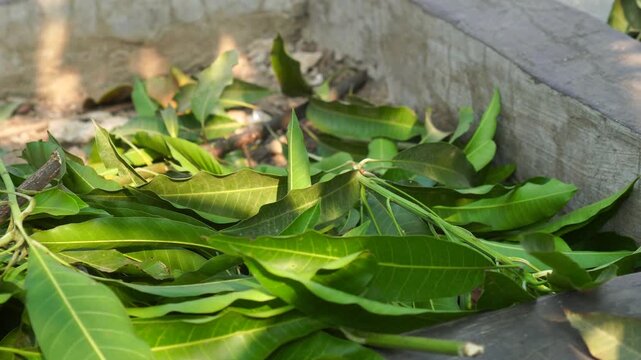 Dappled sunlight and shadows moving across a pile of freshly pruned mango leaves.