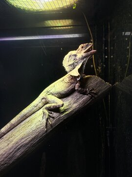 iguana on a tree