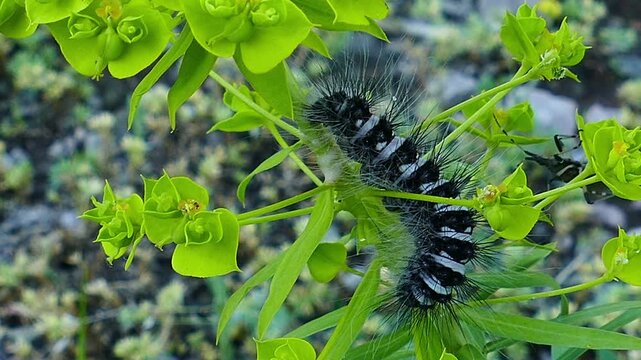 Close up of a very large caterpillar with long spikes and hairs eating a green plant. Big blue, grey, and black spiky larva chewing on a leaf in the wild nature during daytime.