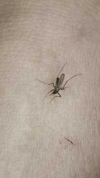 A mosquito resting and biting on human skin