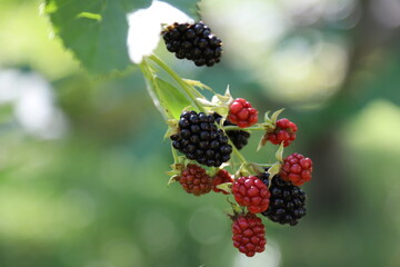 Close up of ripe black and unripe red blackberries growing on a branch with green leaves in a summer garden © Andrii