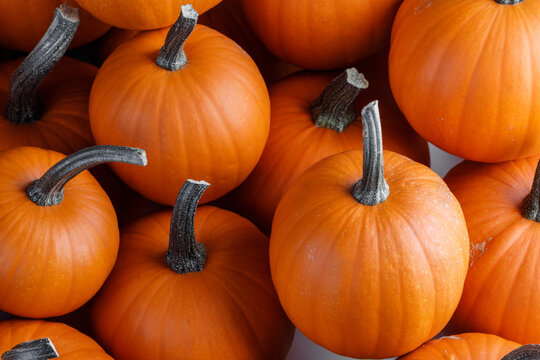 Many big orange pumpkins are ready for the autumn